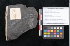 Foto (Objekt + Etikett) von Pecopteris proxima Ettingshausen (NHMW-GEO-2024-0188-10282)